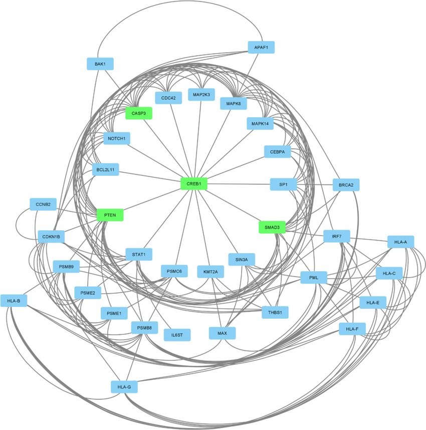 yFiles' radial layout diagram - Cytoscape network